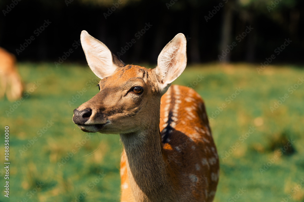 Young deer in the wild. Deer in nature. Deer without antlers. Deer portrait in wilderness Young deer in the wild. Deer in nature. Deer without antlers. Deer portrait in wilderness