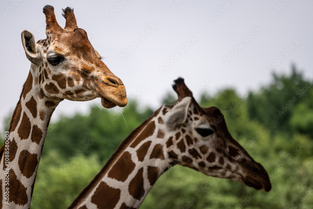 Obraz premium Portrait of a giraffe standing near a fence in a zoo. Close up of a giraffe in a natural habitat, showcasing its distinctive long neck, brown patches, and serene expression..