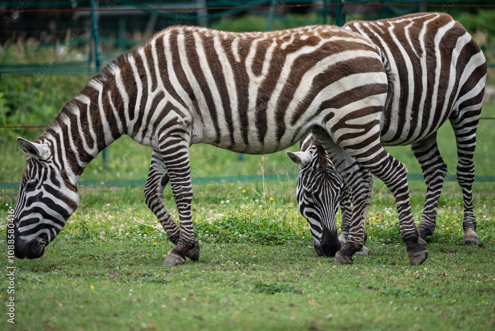 Portrait of a zebra in zoo. Zebras grazing on the green grass in a zoo, their iconic black-and-white stripes beautifully contrasting with the lush, natural surroundings. Portrait of a zebra in zoo. Zebras grazing on the green grass in a zoo, their iconic black-and-white stripes beautifully contrasting with the lush, natural surroundings.