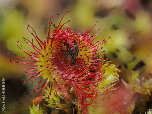 Rundblättriger Sonnentau (Drosera rotundifolia) photo