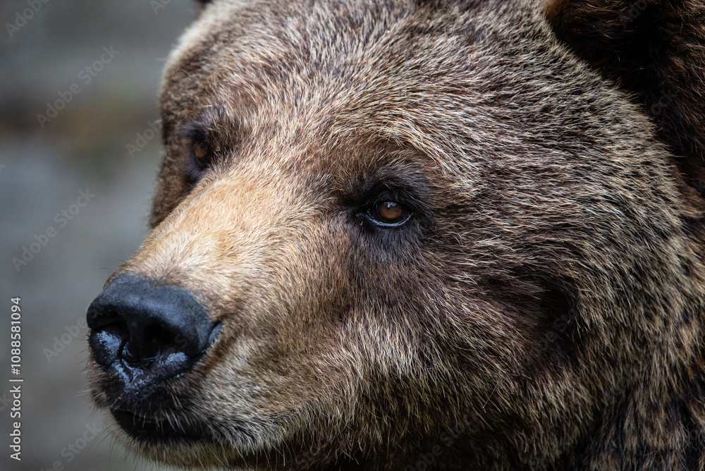 Close Up of Brown Bear Face, Displaying Its Intense Expression and Thick Fur in a Captive Naturalistic Environment. Close Up of Brown Bear Face, Displaying Its Intense Expression and Thick Fur in a Captive Naturalistic Environment.
