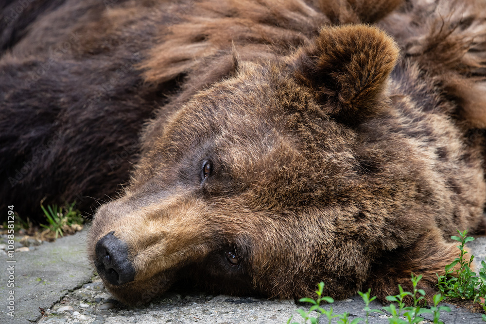 Brown bear resting peacefully on the ground. Close Up of Brown Bear Face, Displaying Its Intense Expression and Thick Fur in a Captive Naturalistic Environment.