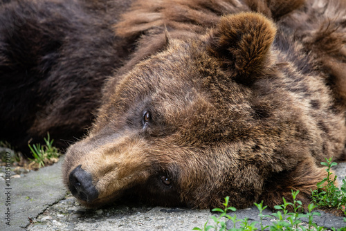 Wallpaper Mural Brown bear resting peacefully on the ground. Close Up of Brown Bear Face, Displaying Its Intense Expression and Thick Fur in a Captive Naturalistic Environment. Torontodigital.ca