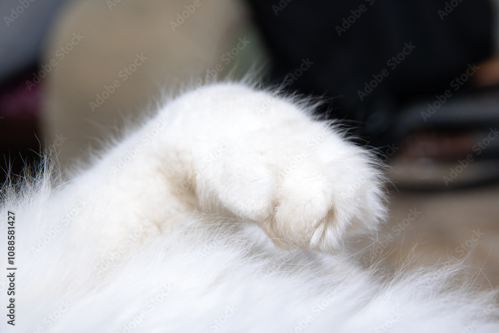 A detailed close up of a white cats paw resting on a wooden table A detailed close up of a white cats paw resting on a wooden table