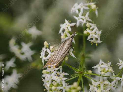 Rispengraszünsler (Chrysoteuchia culmella) photo