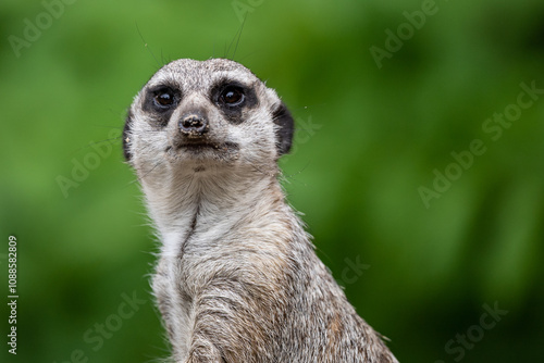 Meerkat in zoo. Group of meerkats attentively standing upright. Meerkat standing, alert and curious as they observe their surroundings.