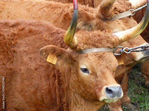 Vaches à cornes marrons photo