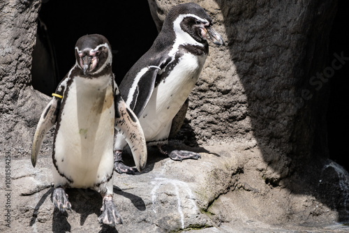 Group of Penguins Standing Together on Rocky Surface. Penguin in ZOO. Funny little Penguin