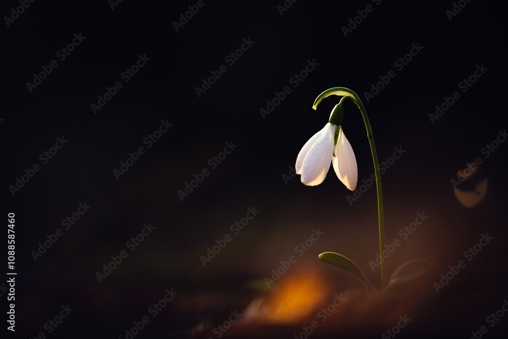 Fototapeta premium Greater snowdrop (Galanthus elwesii)