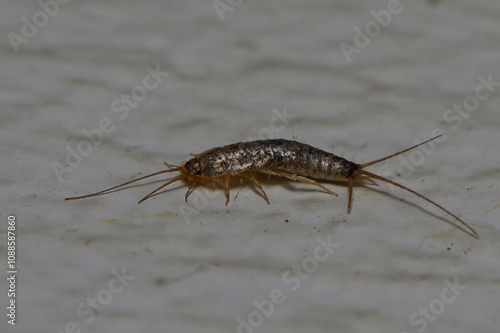 Silverfish scurrying across a textured surface in soft lighting during the evening hours