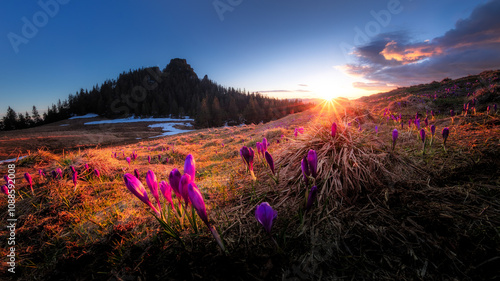 Sunset over a field of crocuses in Rarau Mountains
