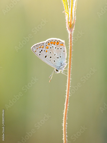 Wallpaper Mural butterfly on a flower Torontodigital.ca