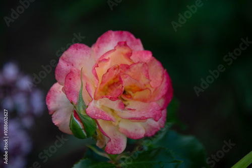 Beautiful pink rose with bright edges of petals on a dark background close-up photo