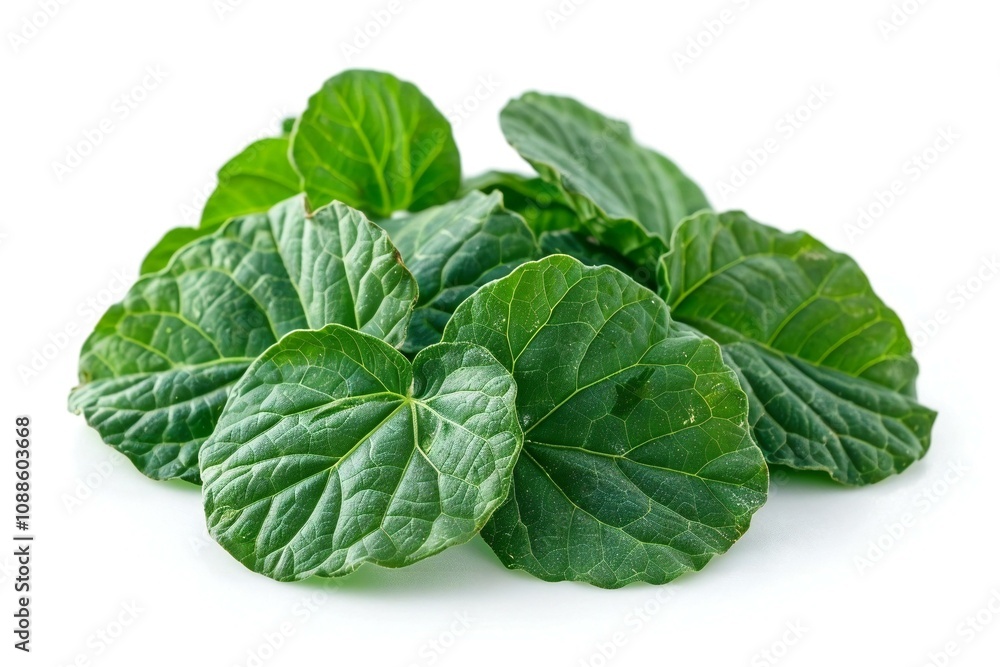 Patchouli leaves isolated on white background. Patchouli leaves isolated on white background.