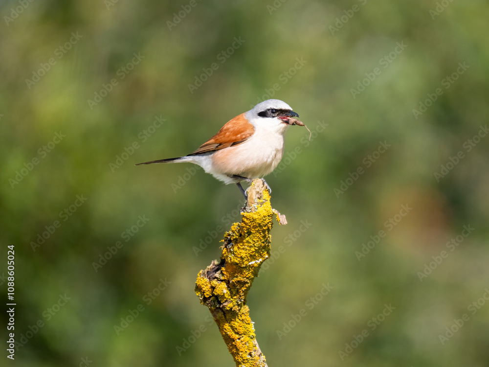 Fototapeta premium Neuntöter (Lanius collurio)