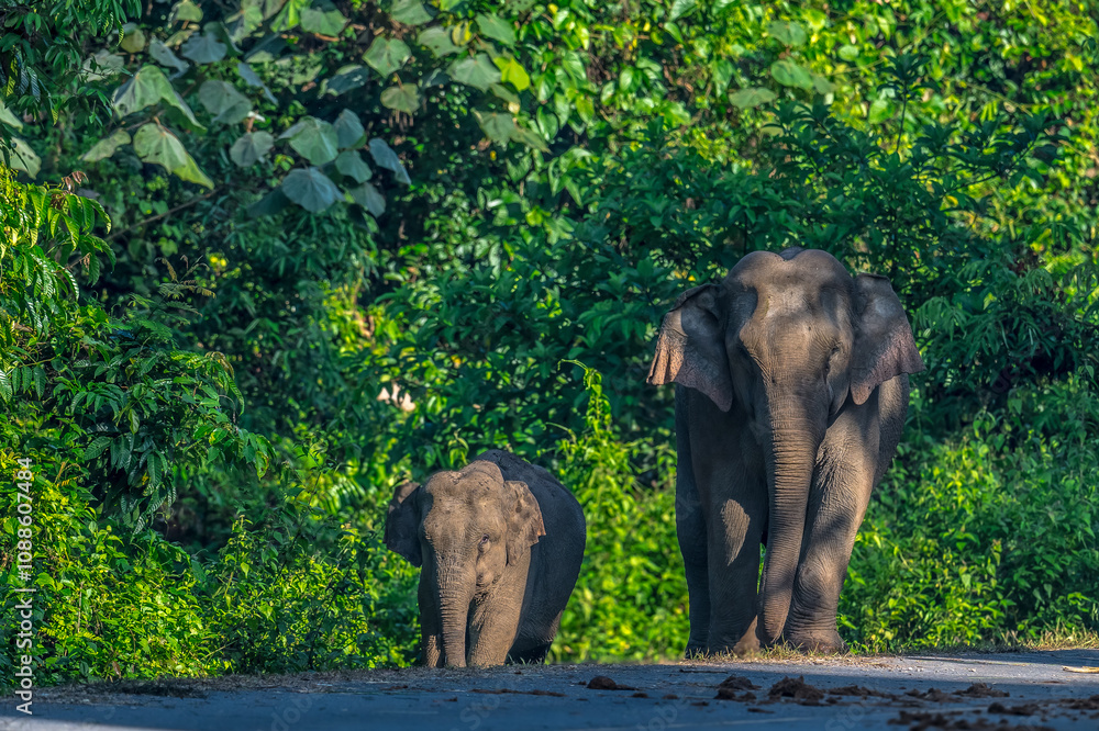Fototapeta premium Elephants are large mammals and are the largest land animals. Wild elephants eat plants. They are big, have a small head, big legs, and have a trunk that reaches to the ground. That trunk is the nose.
