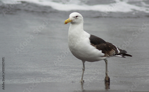 a seagull walking on the beach