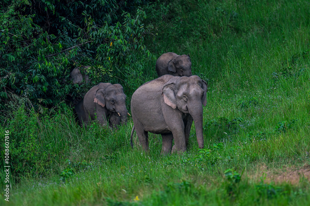 Obraz premium Elephants are large mammals and are the largest land animals. Wild elephants eat plants. They are big, have a small head, big legs, and have a trunk that reaches to the ground. That trunk is the nose.
