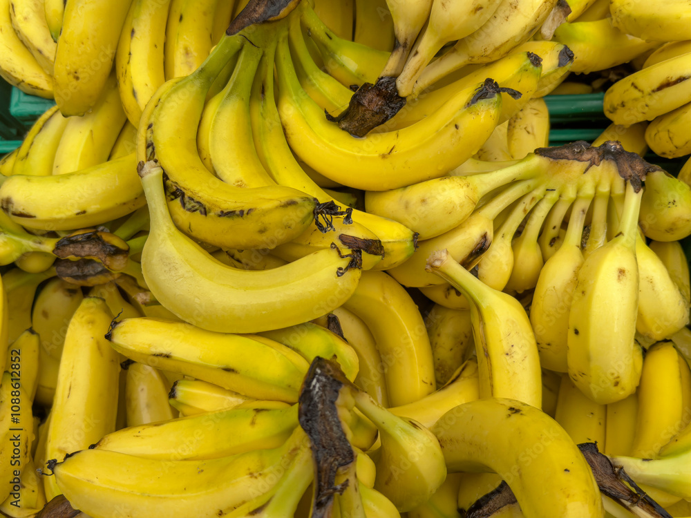 fruit background with bunch of ripe bananas fruit background with bunch of ripe bananas