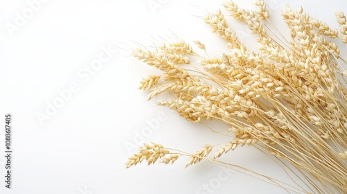 An elegant arrangement of unhusked wheat grains rests gracefully on a pristine white background. photo