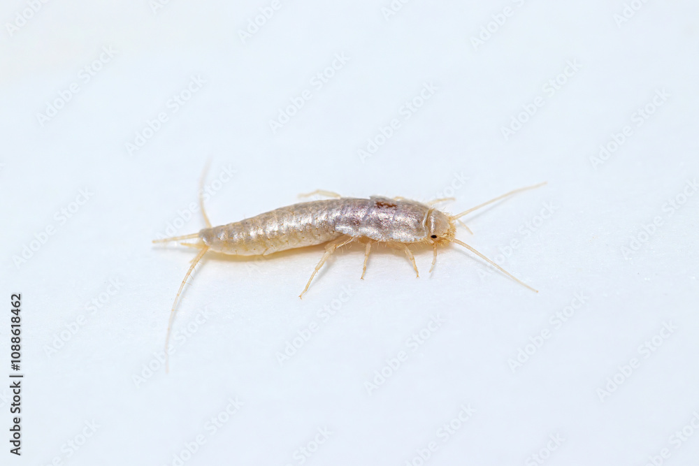 Closeup lateral view silverfish (house pest bug) on white background Closeup lateral view silverfish (house pest bug) on white background