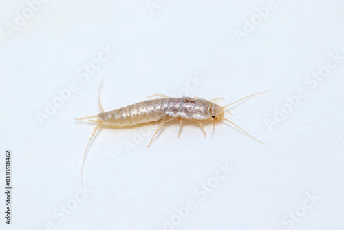 Closeup lateral view silverfish (house pest bug) on white background