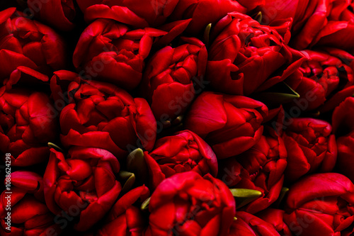 Background of many dark red tulip buds on a dark background, top view