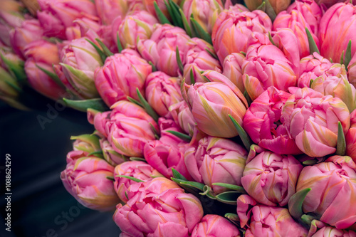 Bouquet of pink closed tulip buds on a blurred background, toned photo