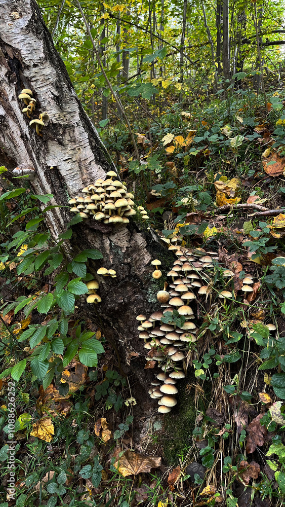 Autumn mushrooms growing on a tree trunk Autumn mushrooms growing on a tree trunk