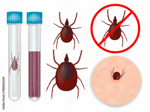 Ixodida or ticks. Tick-borne encephalitis  and Lyme borreliosis vaccination. photo