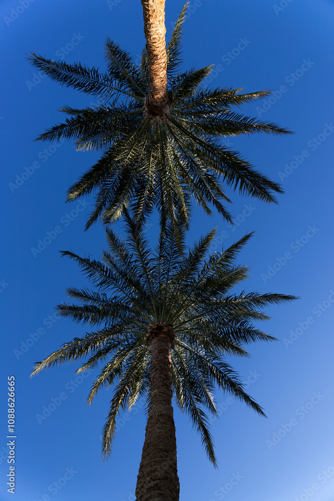 Fototapeta premium Two palm trees against a blue sky. View from below
