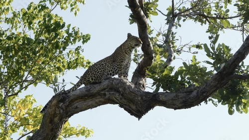 Leopard in a tree in Africa photo