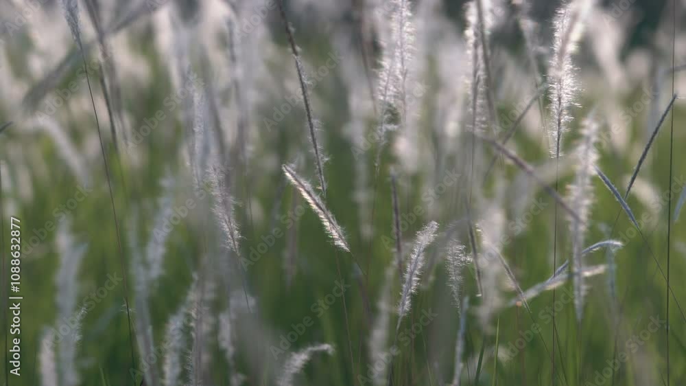 Serene Landscape of Tall Grass Gently Swaying in the Breeze Under Soft Golden Light During a Peaceful Summer Evening Serene Landscape of Tall Grass Gently Swaying in the Breeze Under Soft Golden Light During a Peaceful Summer Evening