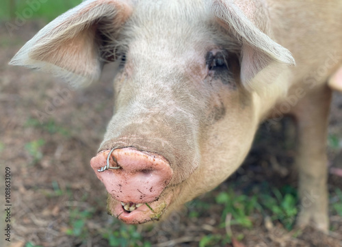 portrait of a young pig with a ring in the nostril photo