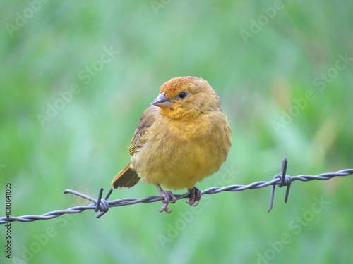 Land Canary -Sicalis flaveola, Tiny yellow and gray bird perched on barbed wire fence photo