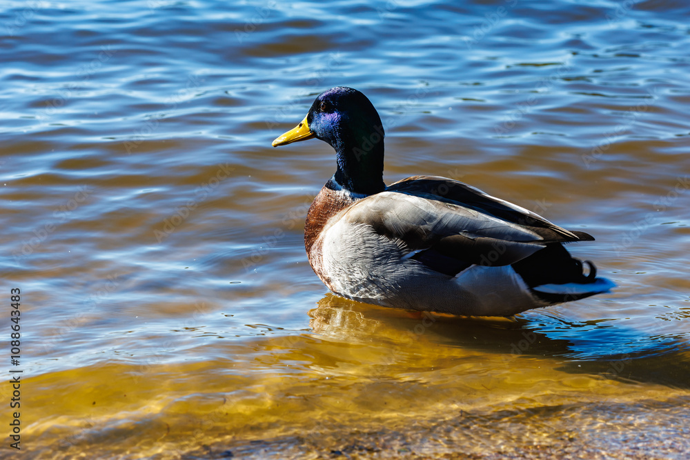 young ducks and drakes in lake with blue dark background with sun rays young ducks and drakes in lake with blue dark background with sun rays