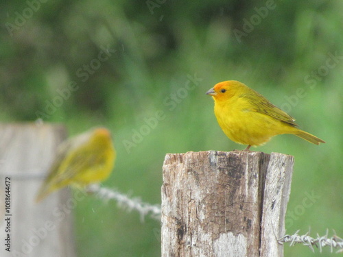 Land canary -Sicalis flaveola, Several canaries perched on the wire fence standing out in the green scenery