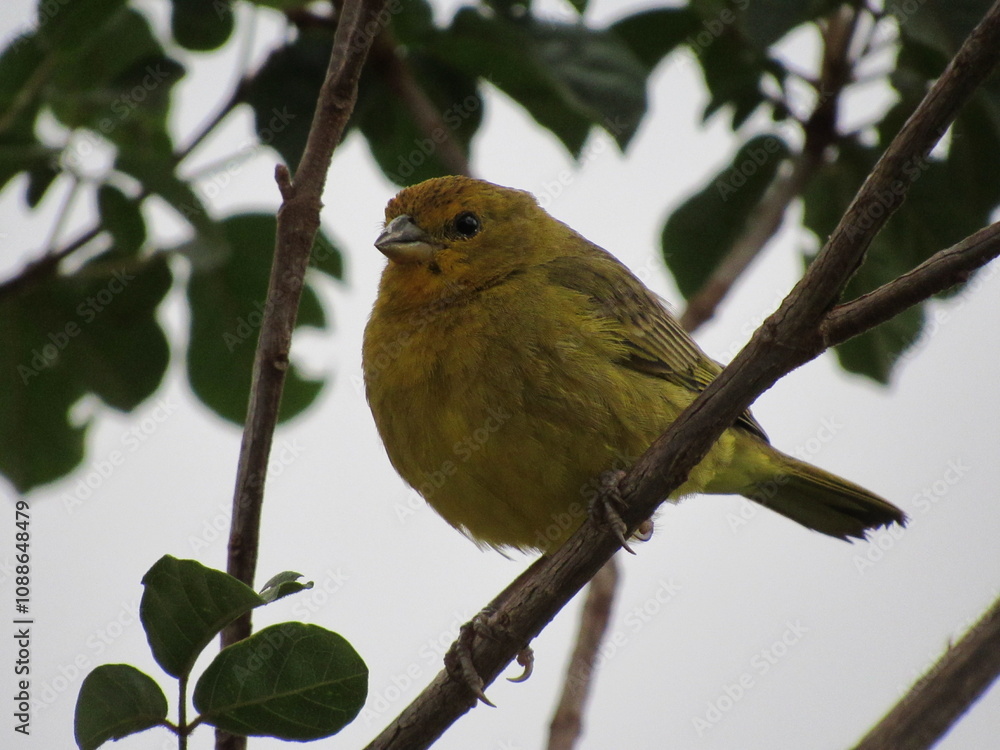Yellow land canary resting on a tree branch Yellow land canary resting on a tree branch
