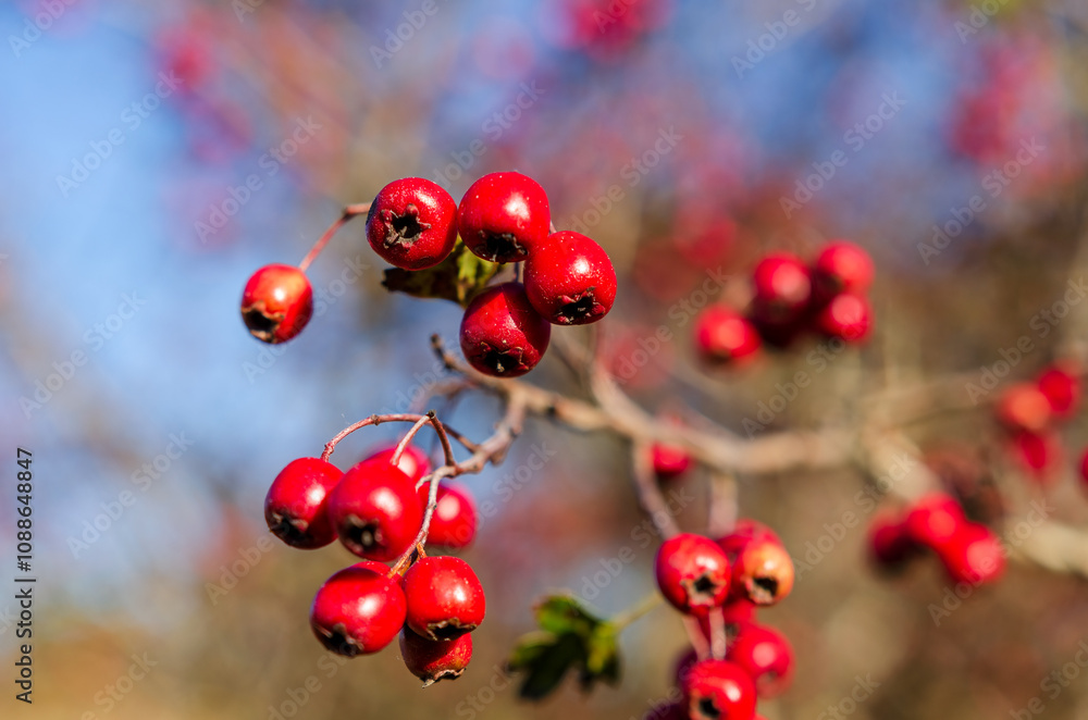 Fototapeta premium Vibrant red hawthorn fruit (Hawthorn berry) with a blurred background. Close-up of red berries on a branch, peaceful and colorful, shallow depth of field, taken outdoors, showcasing autumnal beauty.