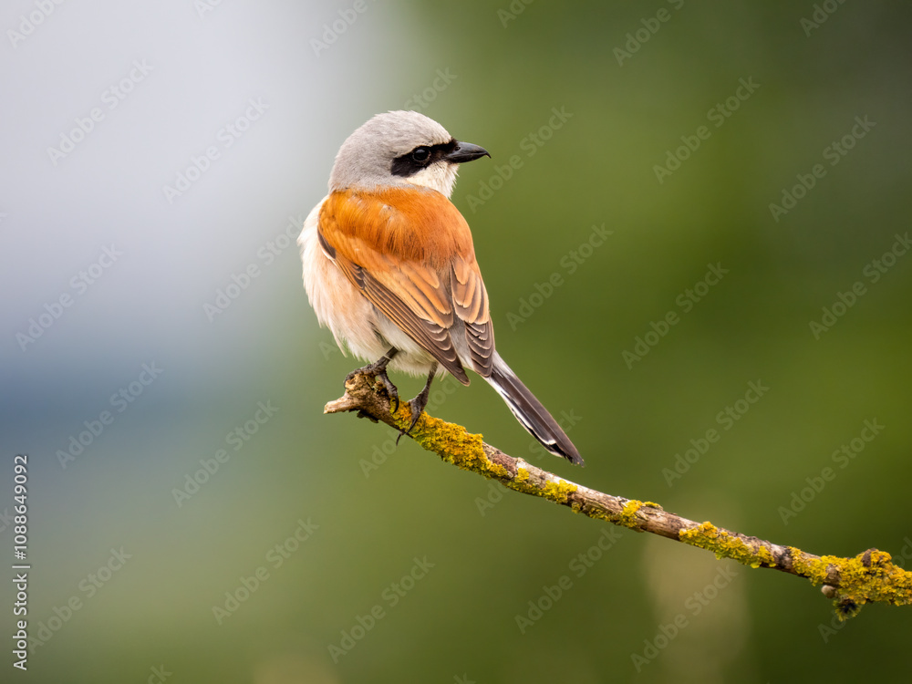 Fototapeta premium Neuntöter (Lanius collurio)