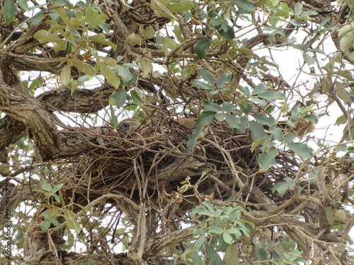 Siriema nest in an isolated tree. Siriema all hidden in the nest trying not to be noticed photo