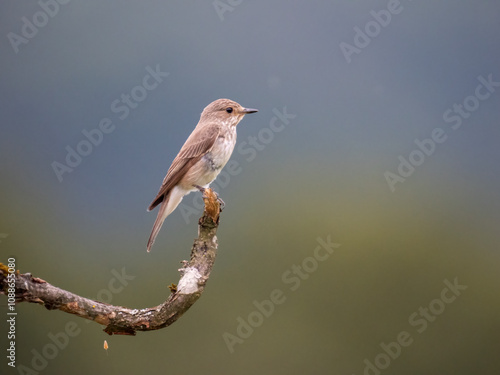 Grauschnäpper (Muscicapa striata) photo