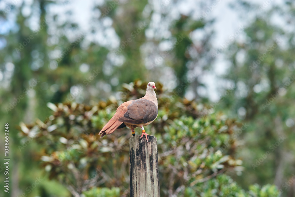 custom made wallpaper toronto digitalPink pigeon, a species of pigeon in the Columbidae family, endemic to Mauritius Island, Africa.