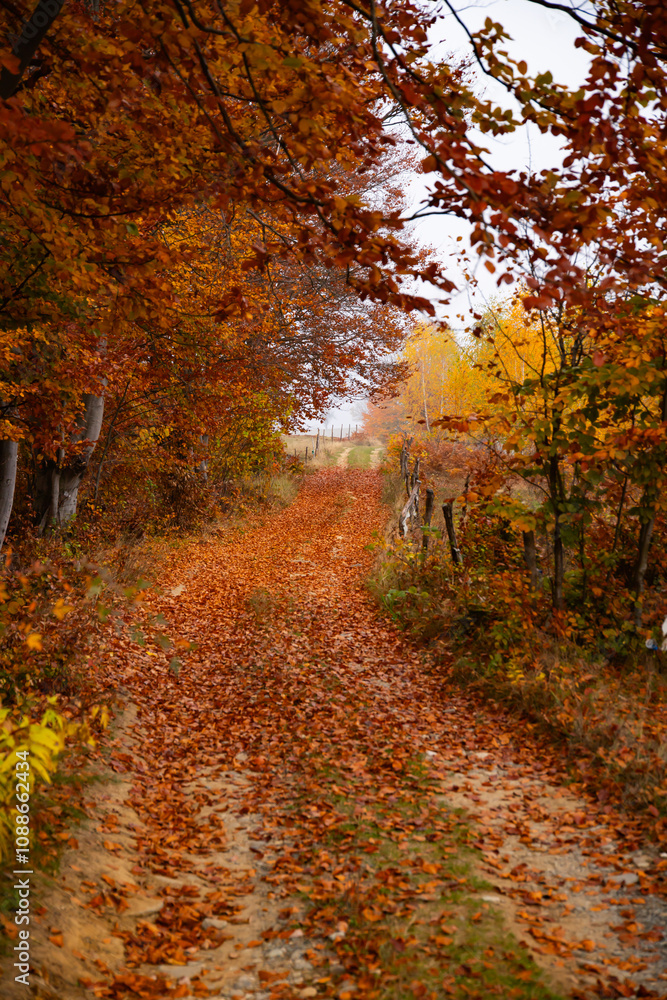 Obraz premium Autumn forest road with colorful leaves.