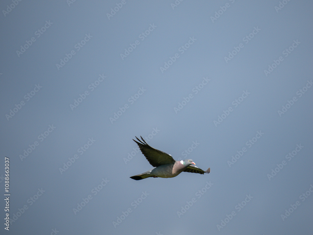 Obraz premium Ringeltaube (Columba palumbus)