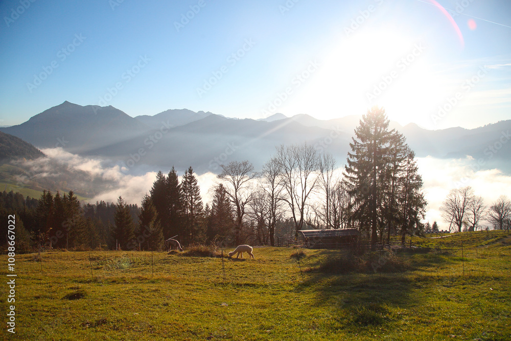 Naklejka premium Farming animals in the Alps