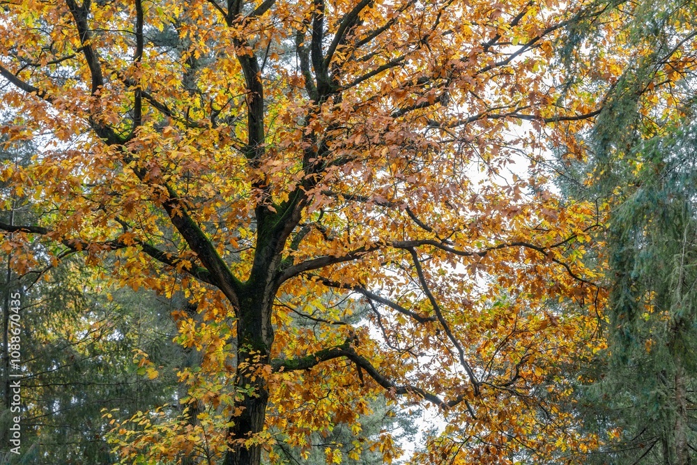 Autumn Tree with Vibrant Foliage Autumn Tree with Vibrant Foliage