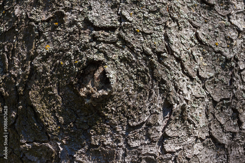 Trunk spruce bark texture close up, background.  photo