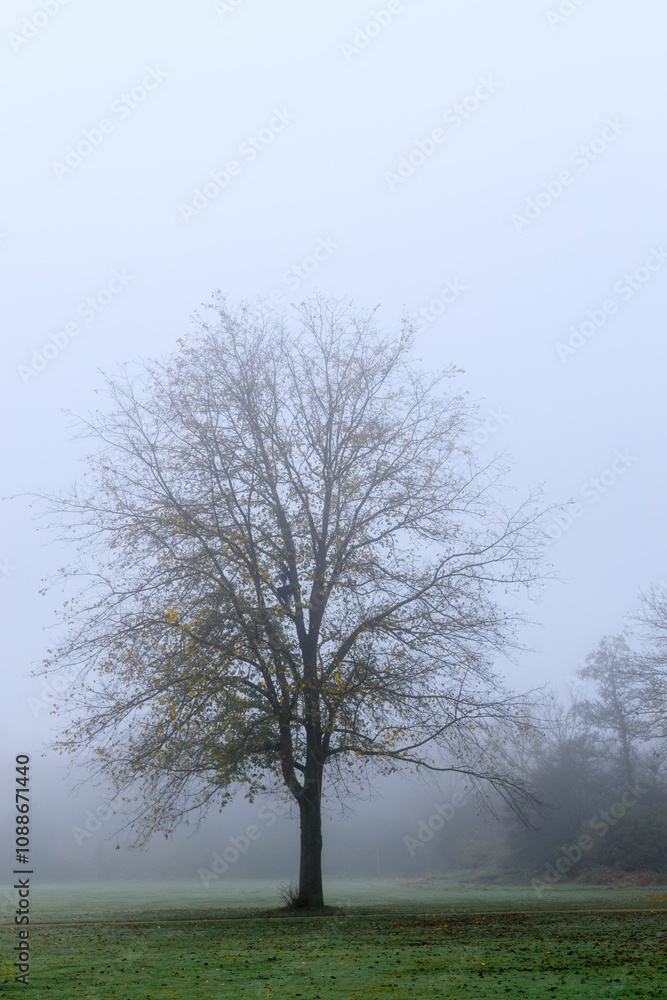 Solitary Tree in Foggy Landscape Solitary Tree in Foggy Landscape