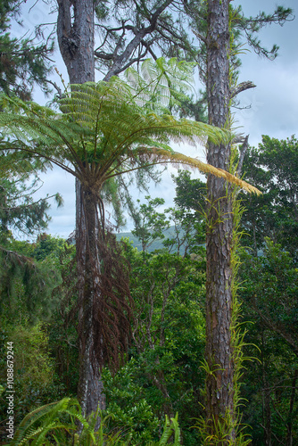 The tree fern Fandia (Cyathea borbonica var. sevathiana), endemic to Mauritius, thrives in its natural habitat and can grow several meters tall photo